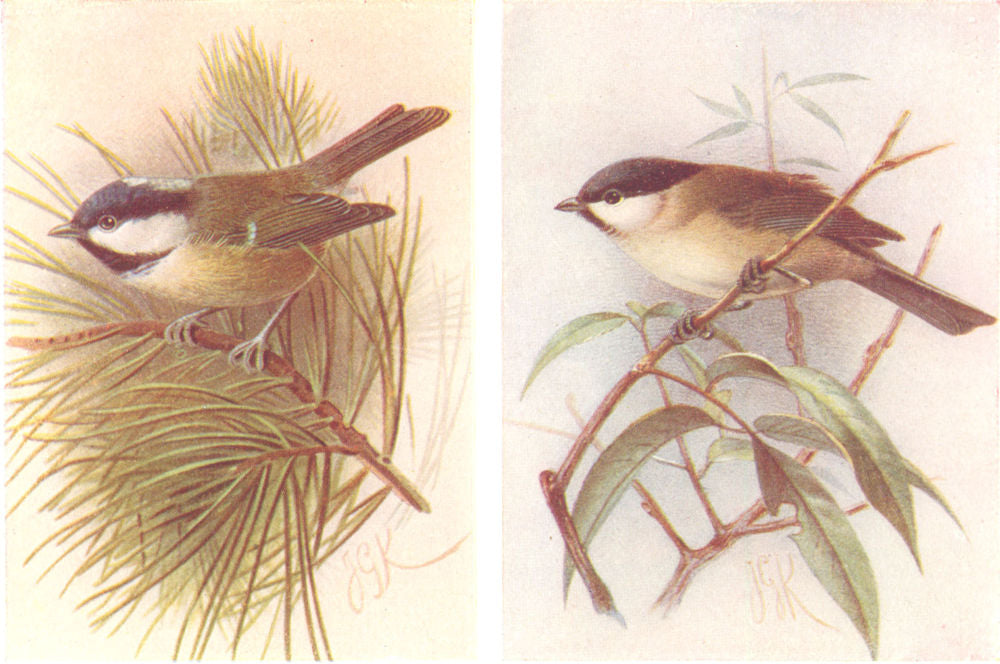 BRITISH BIRDS. Coal-Titmouse; Marsh-Titmouse. THORBURN 1925 old vintage print